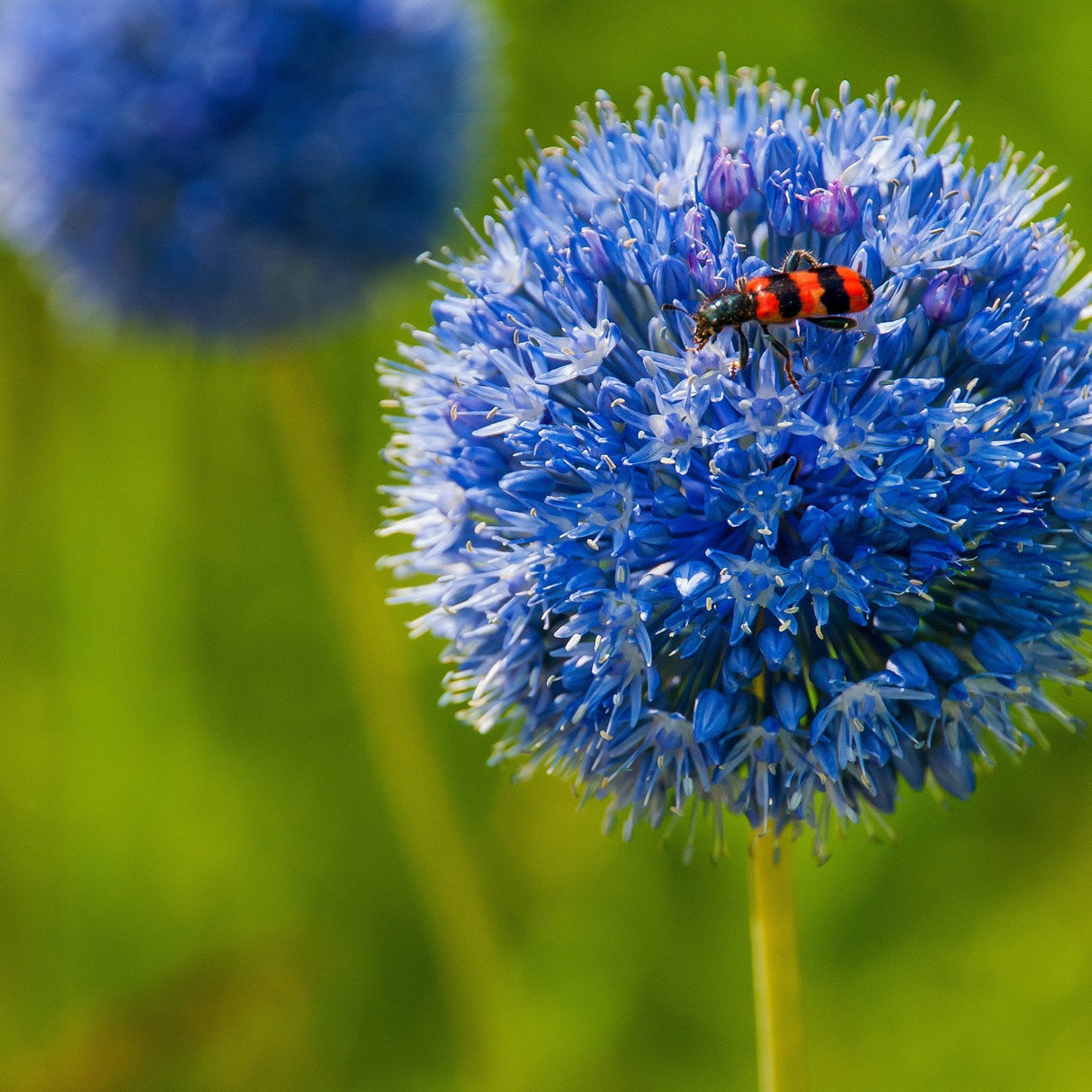 Bulbi Ceapa Ornamentala (Allium) Caeruleum Azureum, cu flori albastre globulare