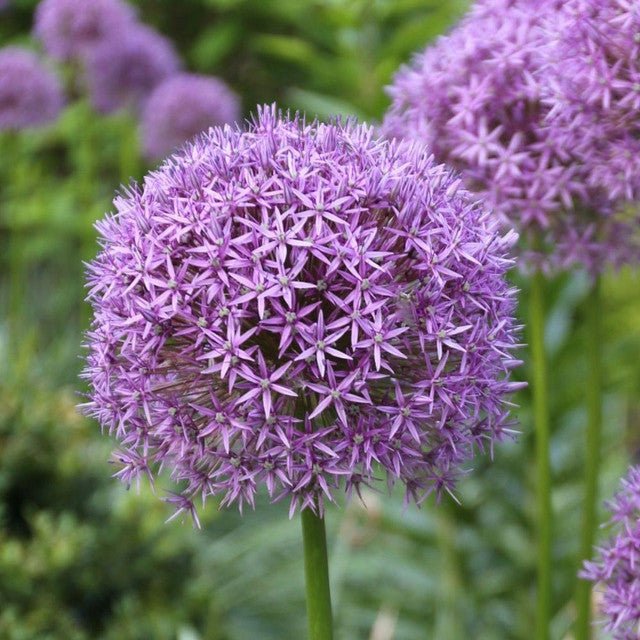 Bulbi Ceapa Ornamentala (Allium) Gladiator (5 Bucati/Pachet)