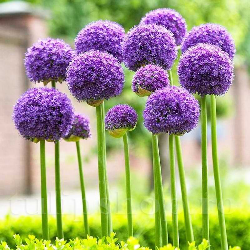 Bulbi Ceapa Ornamentala (Allium) Gladiator (5 Bucati/Pachet)