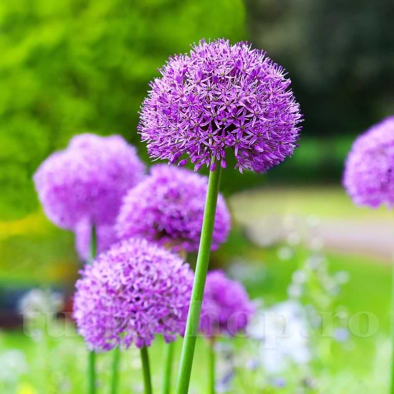 Bulbi Ceapa Ornamentala (Allium) Gladiator (5 Bucati/Pachet)
