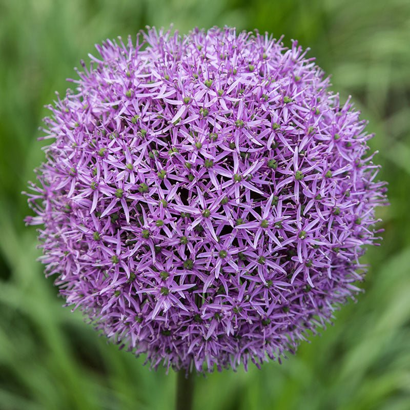 Bulbi Ceapa Ornamentala (Allium) Gladiator (5 Bucati/Pachet)