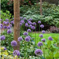 Bulbi Ceapa Ornamentala (Allium) Gladiator (5 Bucati/Pachet)