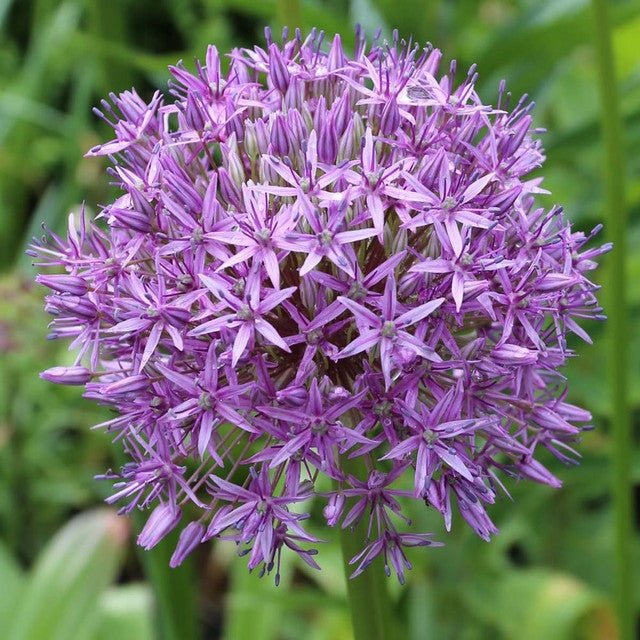 Bulbi Ceapa Ornamentala (Allium) Gladiator (5 Bucati/Pachet)