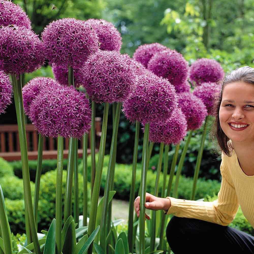 Bulbi Ceapa Ornamentala (Allium) Globemaster, cu flori mov sferice