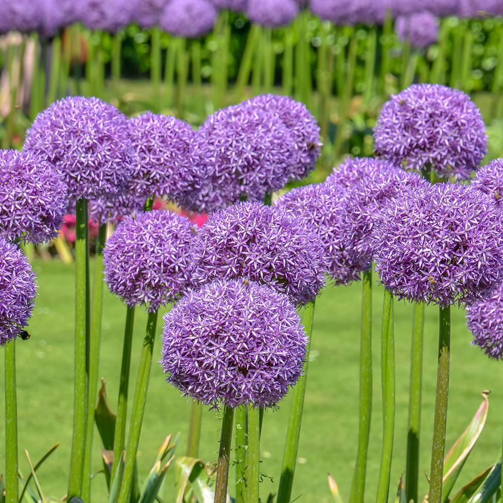 Bulbi Ceapa Ornamentala (Allium) Globemaster, cu flori mov sferice