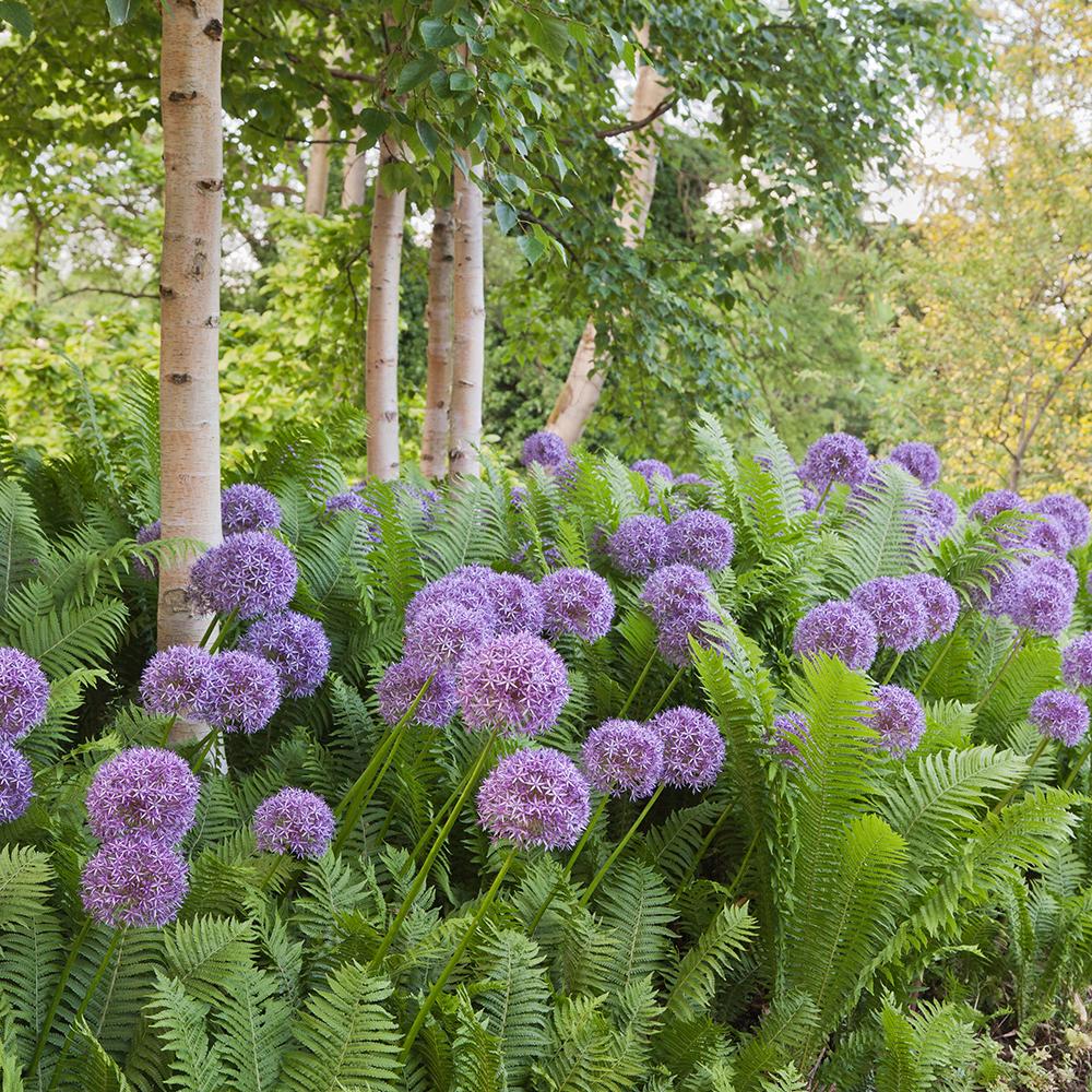 Bulbi Ceapa Ornamentala (Allium) Globemaster, cu flori mov sferice
