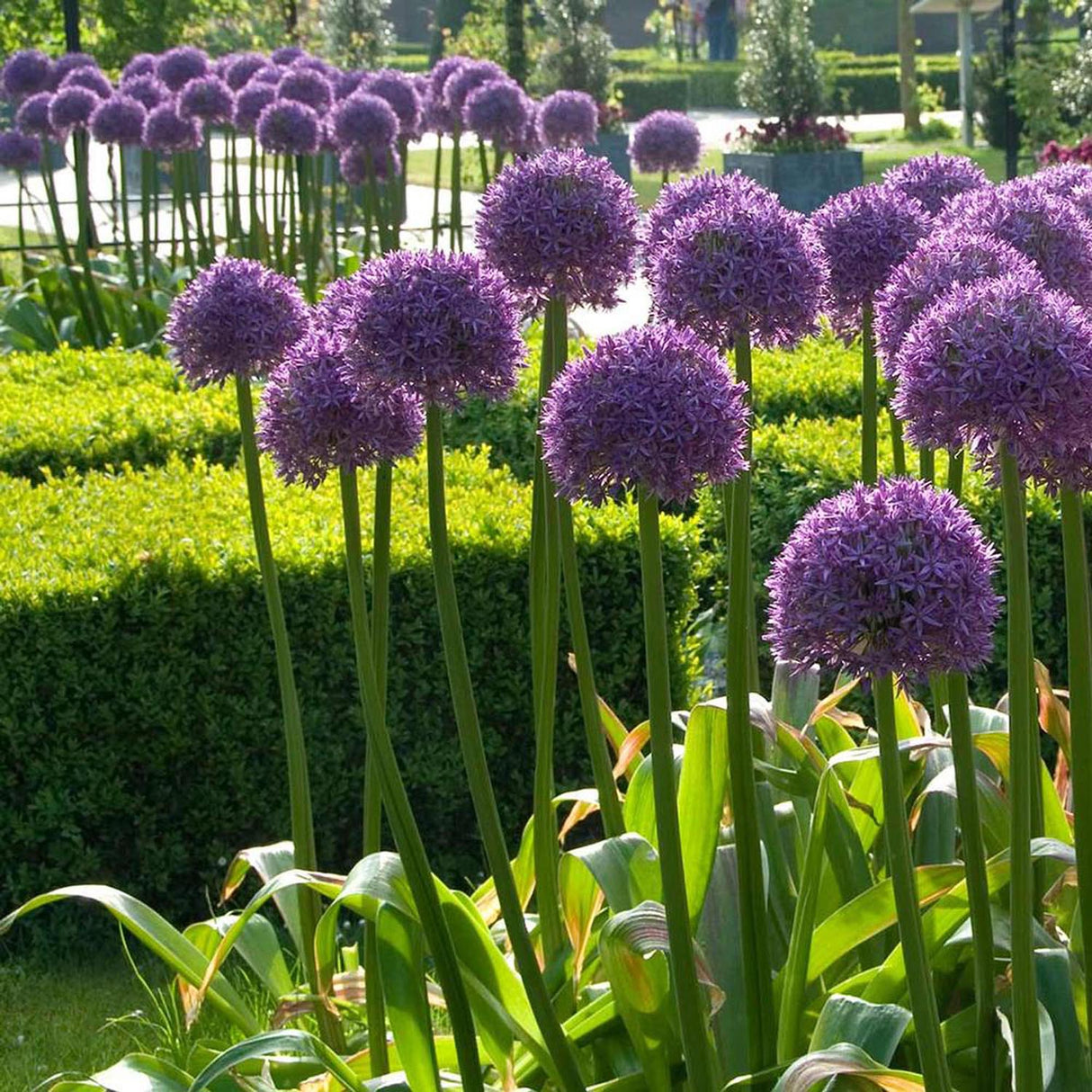 Bulbi Ceapa Ornamentala (Allium) Globemaster, cu flori mov sferice