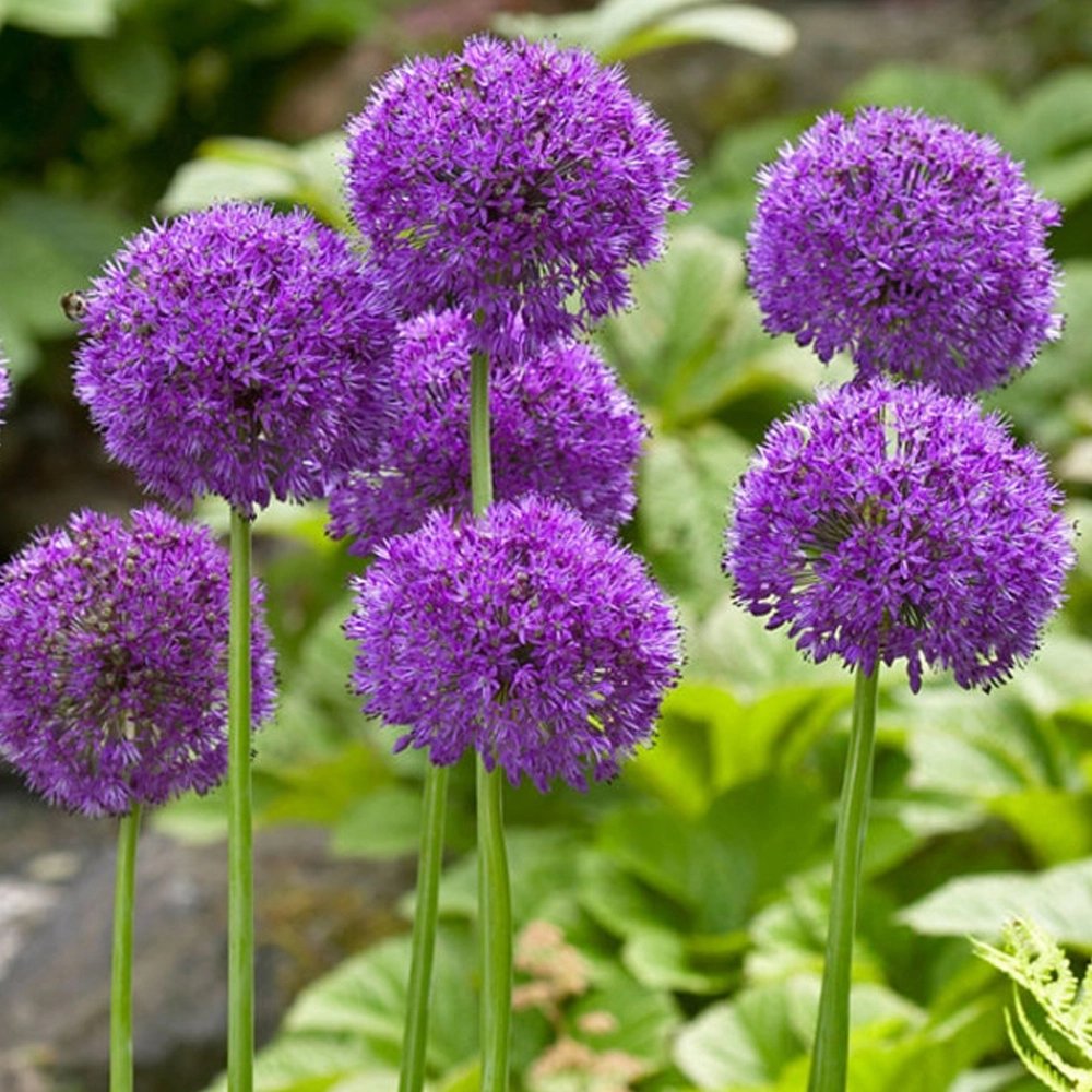 Bulbi Ceapa Ornamentala (Allium) Purple Rain (5 Bucati/Pachet)