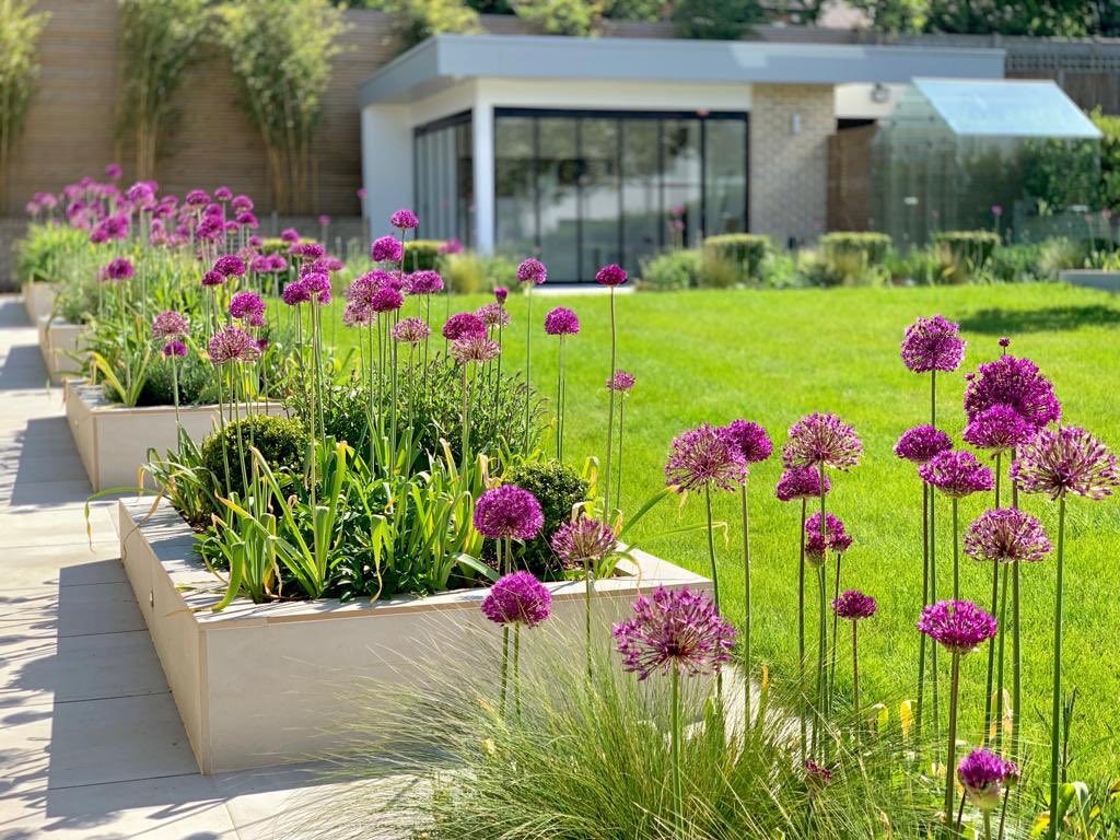 Bulbi Ceapa Ornamentala (Allium) Purple Rain (5 Bucati/Pachet)