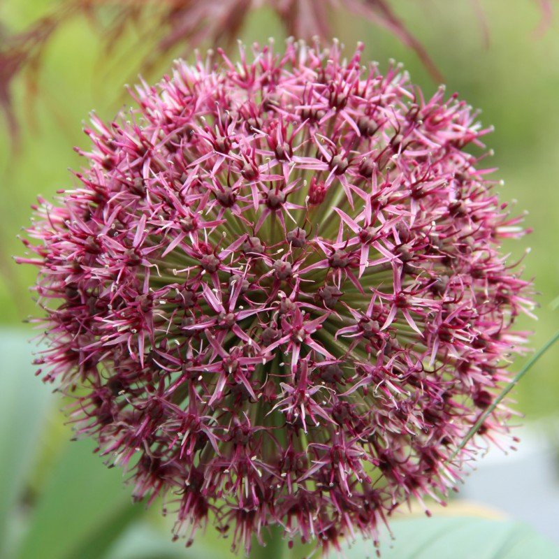 Bulbi Ceapa Ornamentala (Allium) Red giant (5 Bucati/Pachet)
