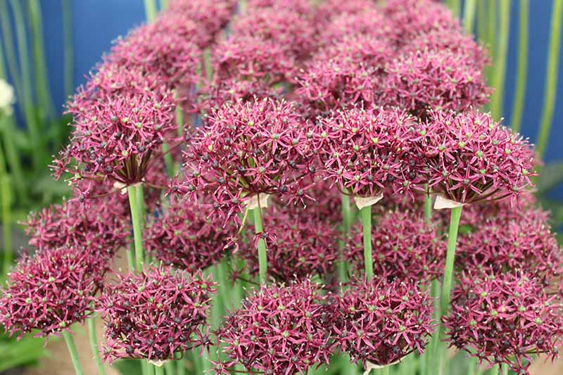 Bulbi Ceapa Ornamentala (Allium) Red giant (5 Bucati/Pachet)