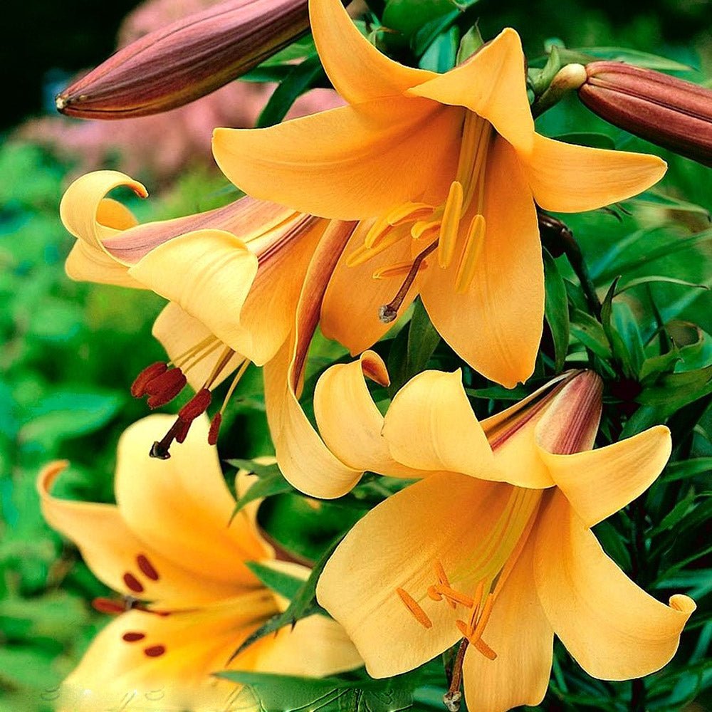 Bulbi crini African Queen (1 buc)