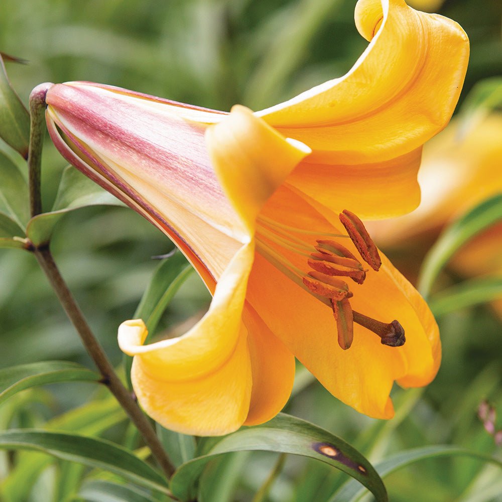 Bulbi crini African Queen (1 buc)