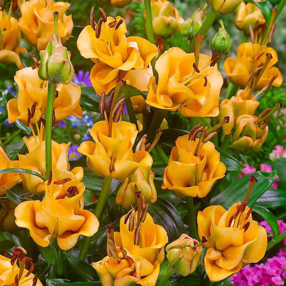 Bulbi crini Apricot Fudge (1 buc)