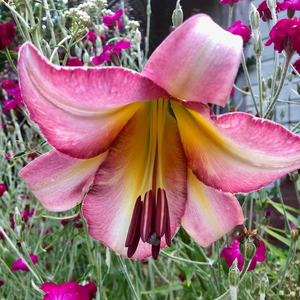 Bulbi crini Beijing Moon (1 buc)