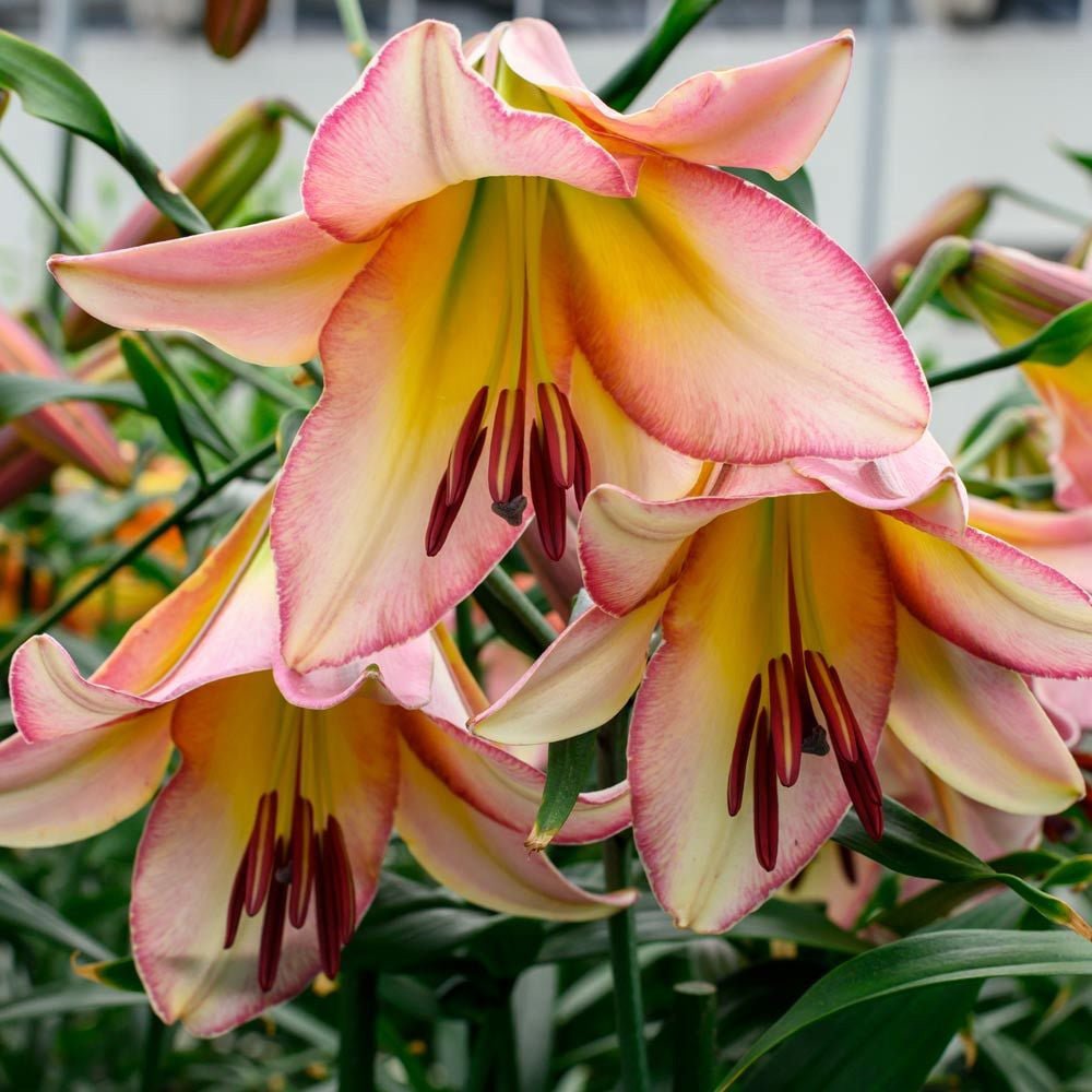 Bulbi crini Beijing Moon (1 buc)