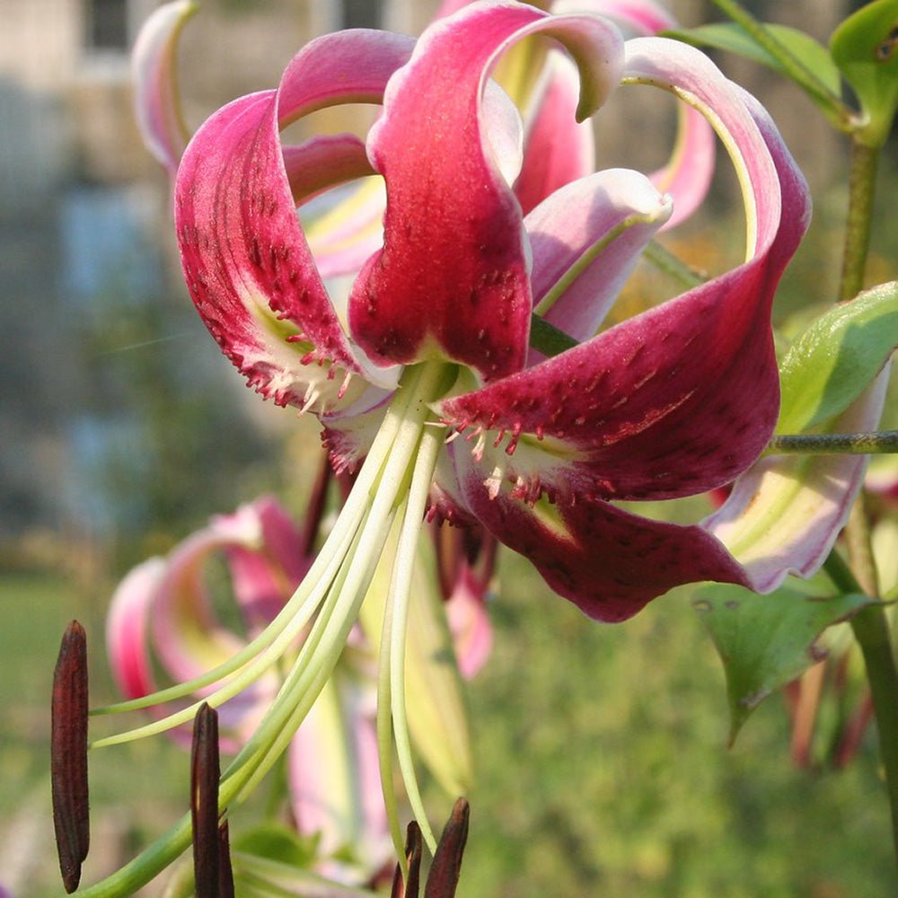 Bulbi crini Black Beauty (1 buc)