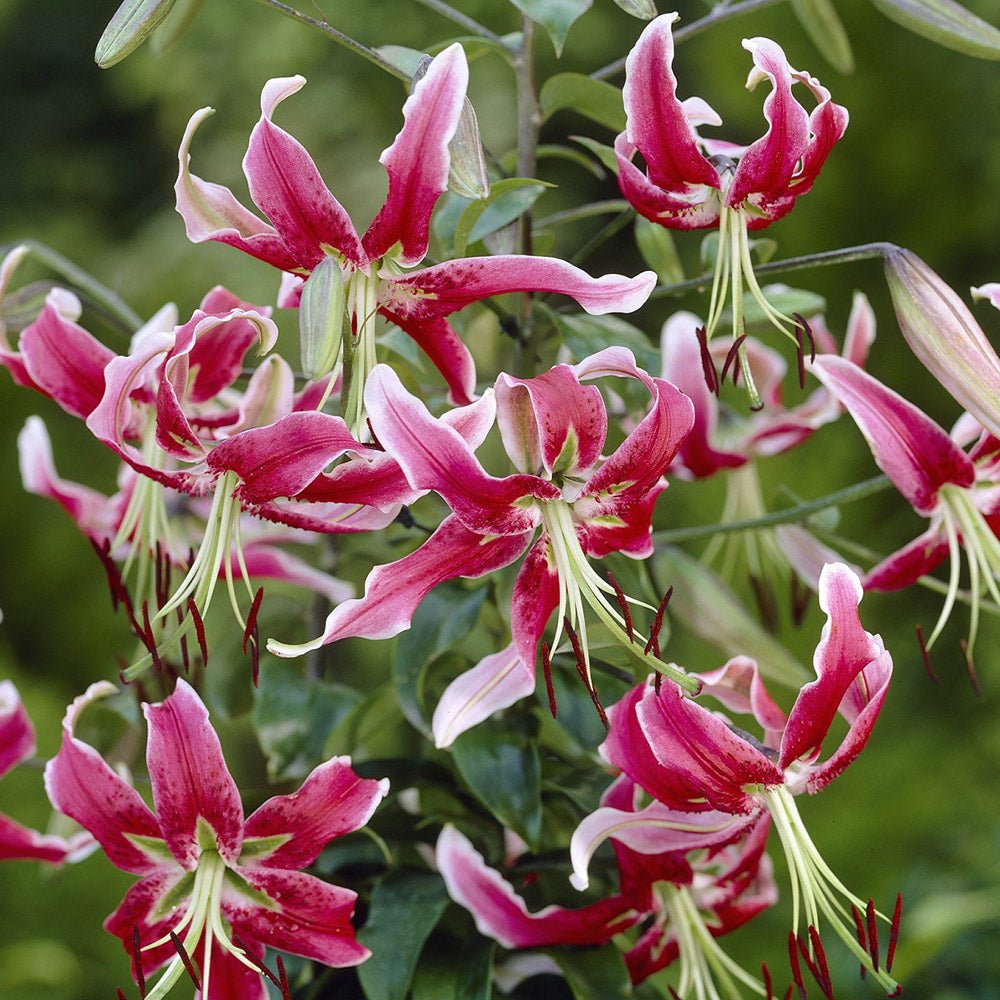 Bulbi crini Black Beauty (1 buc)