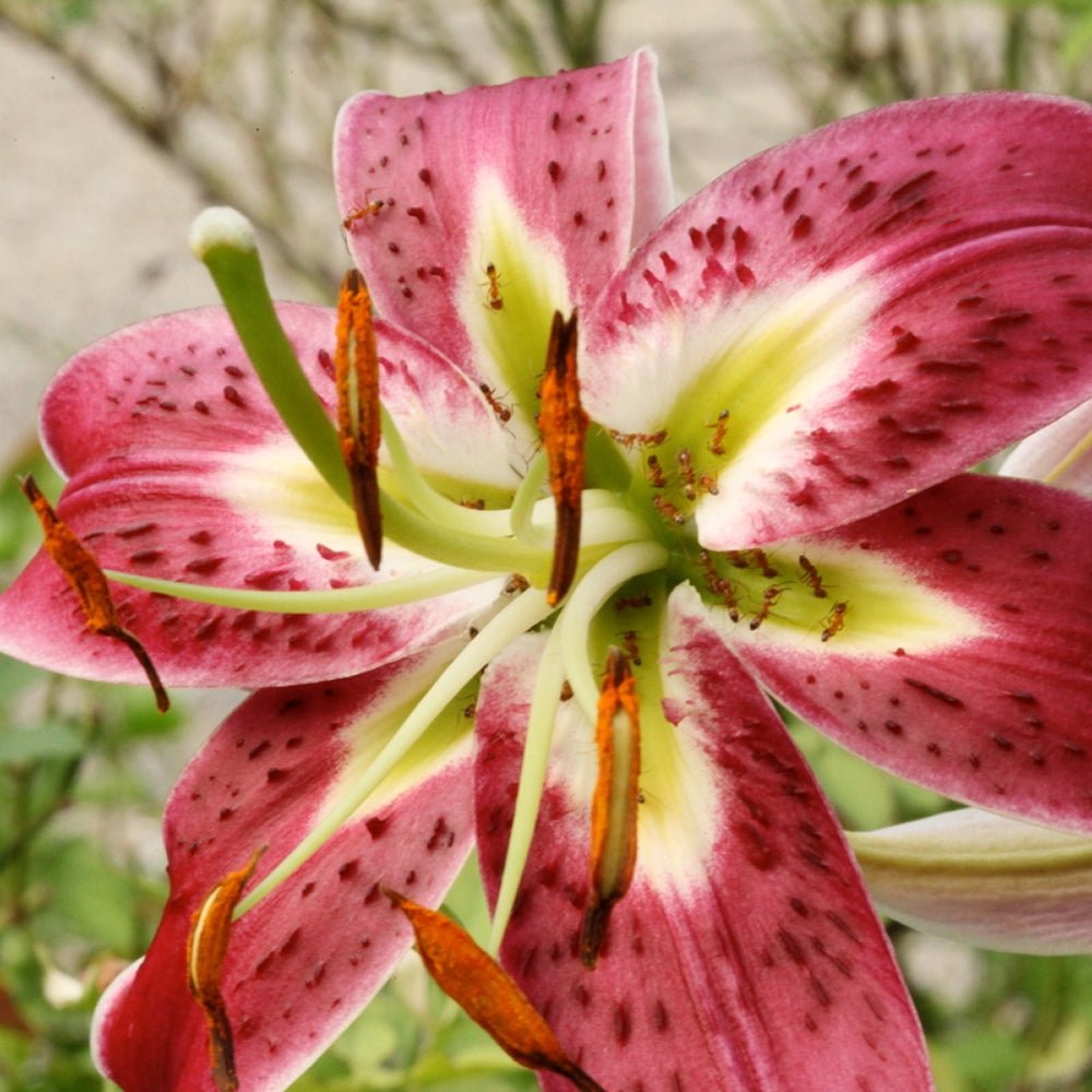 Bulbi crini Black Beauty (1 buc)