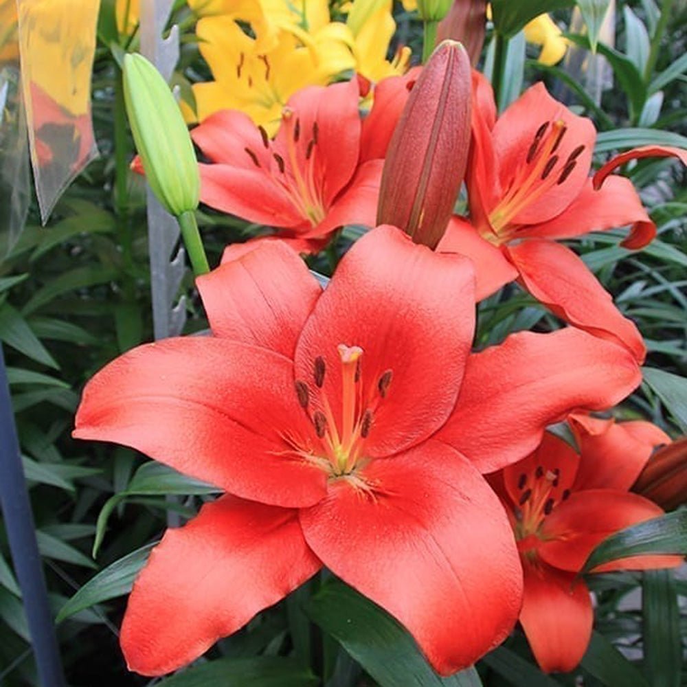 Bulbi crini Brianza (1 buc)