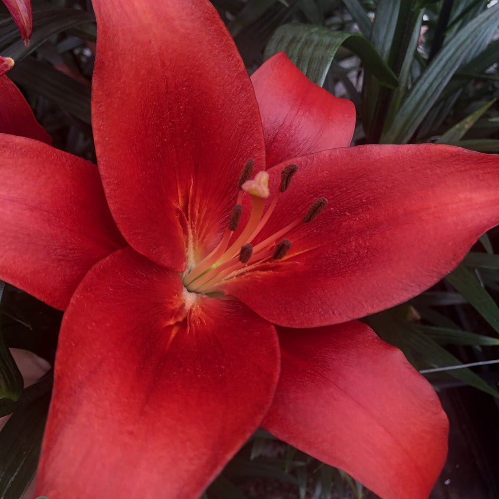 Bulbi crini Brianza (1 buc)