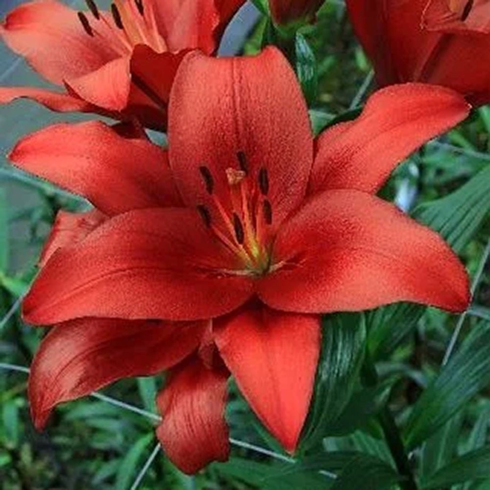 Bulbi crini Brianza (1 buc)