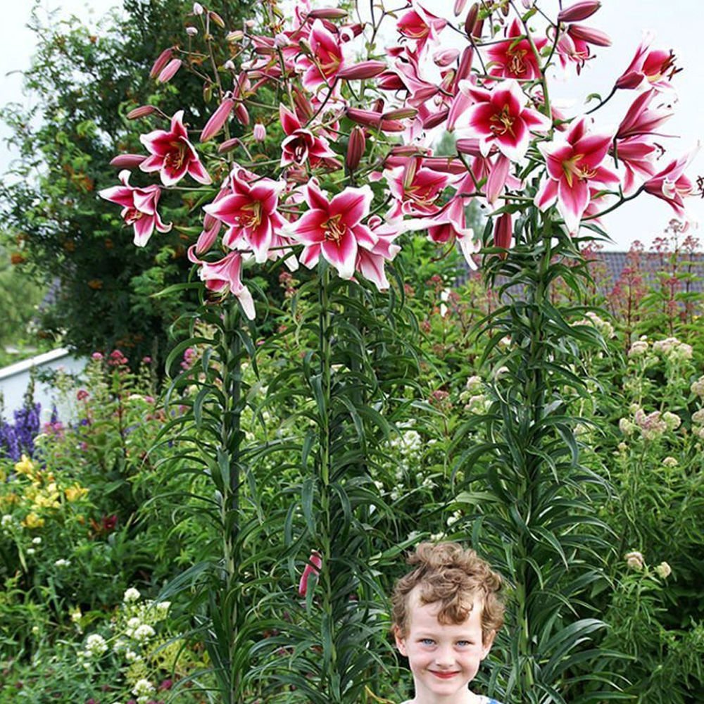 Bulbi crini Friso (1 buc)