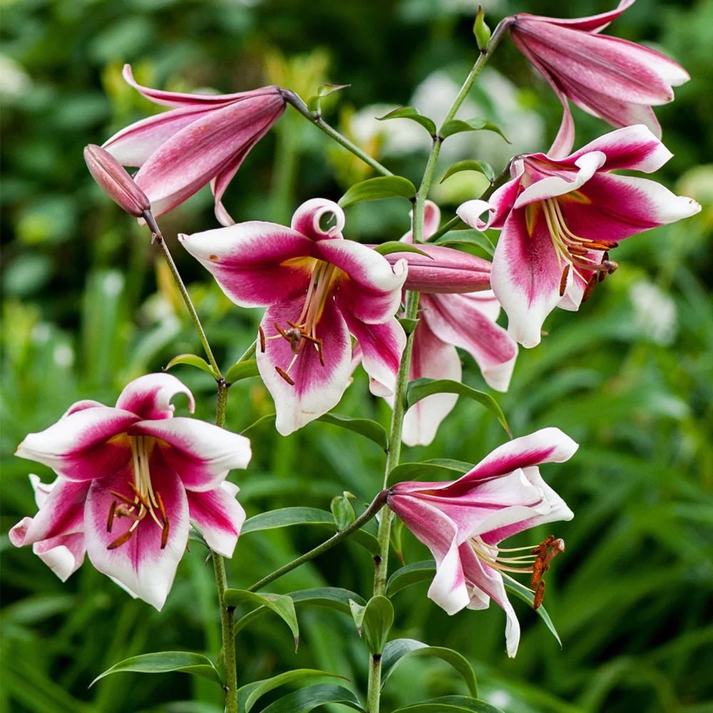 Bulbi crini Friso (1 buc)