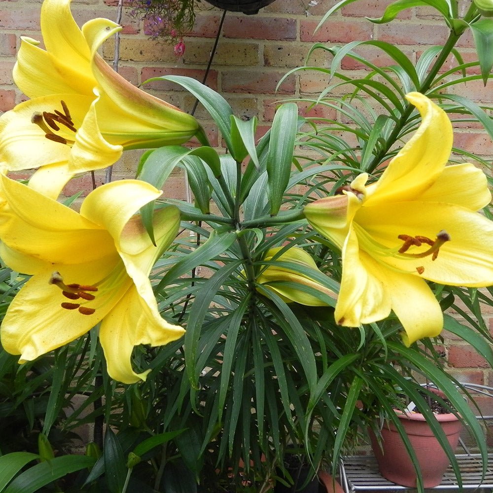 Bulbi crini Golden Splendour (1 buc)