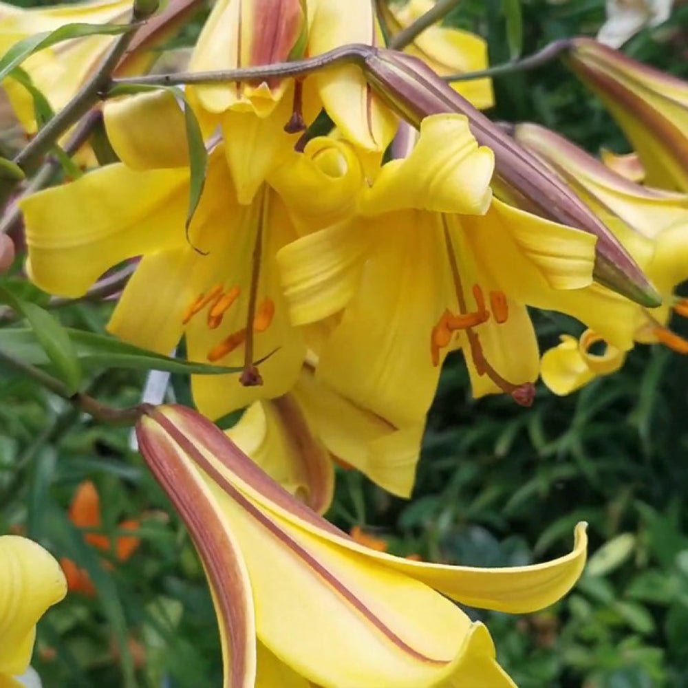 Bulbi crini Golden Splendour (1 buc)