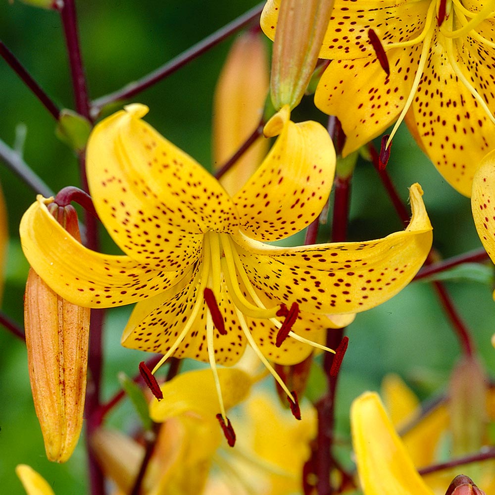 Bulbi crini Leichtlinii (1 buc)