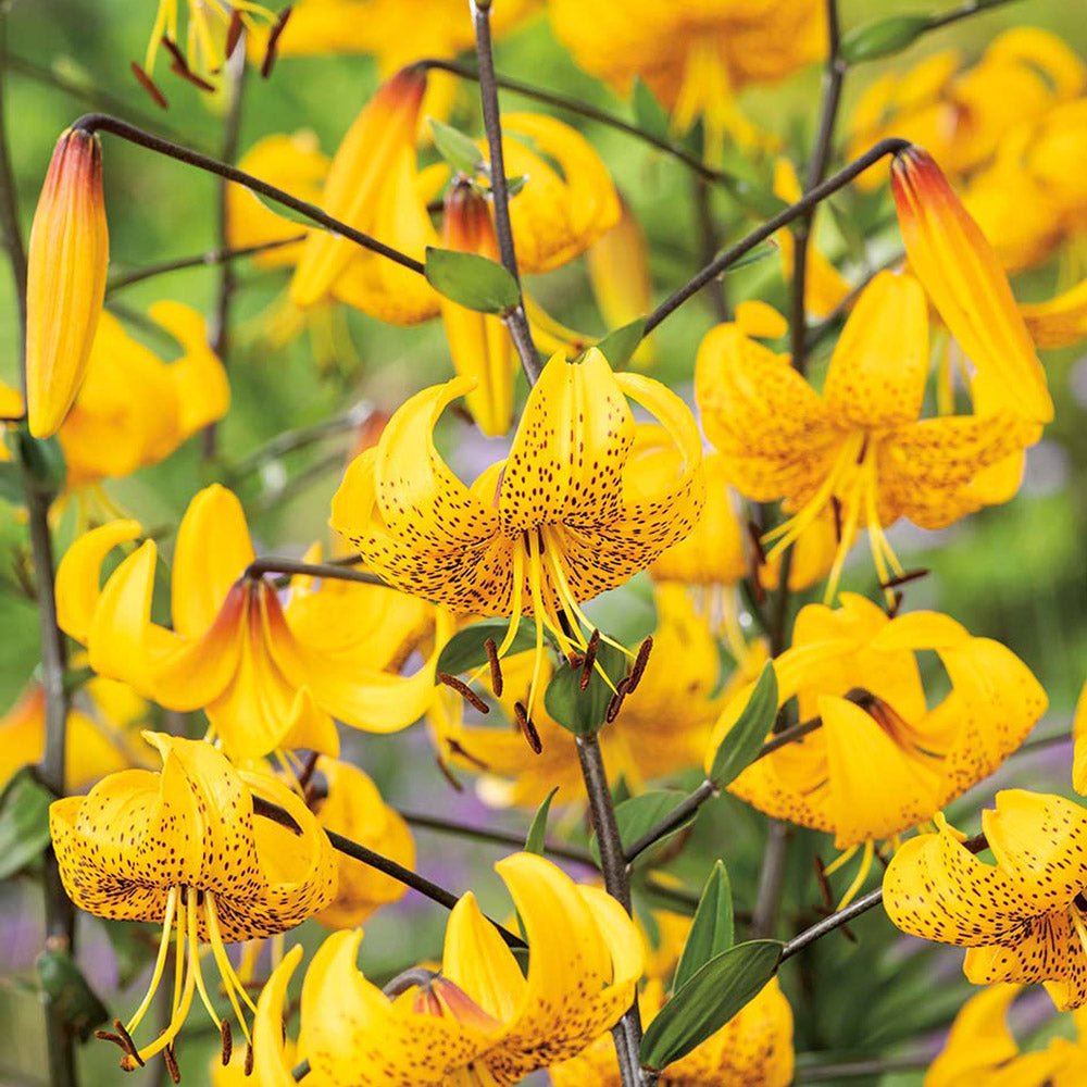 Bulbi crini Leichtlinii (1 buc)