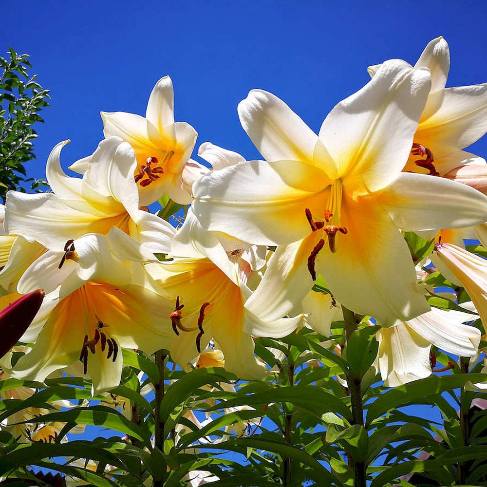 Bulbi crini Mister Cas (1 buc)