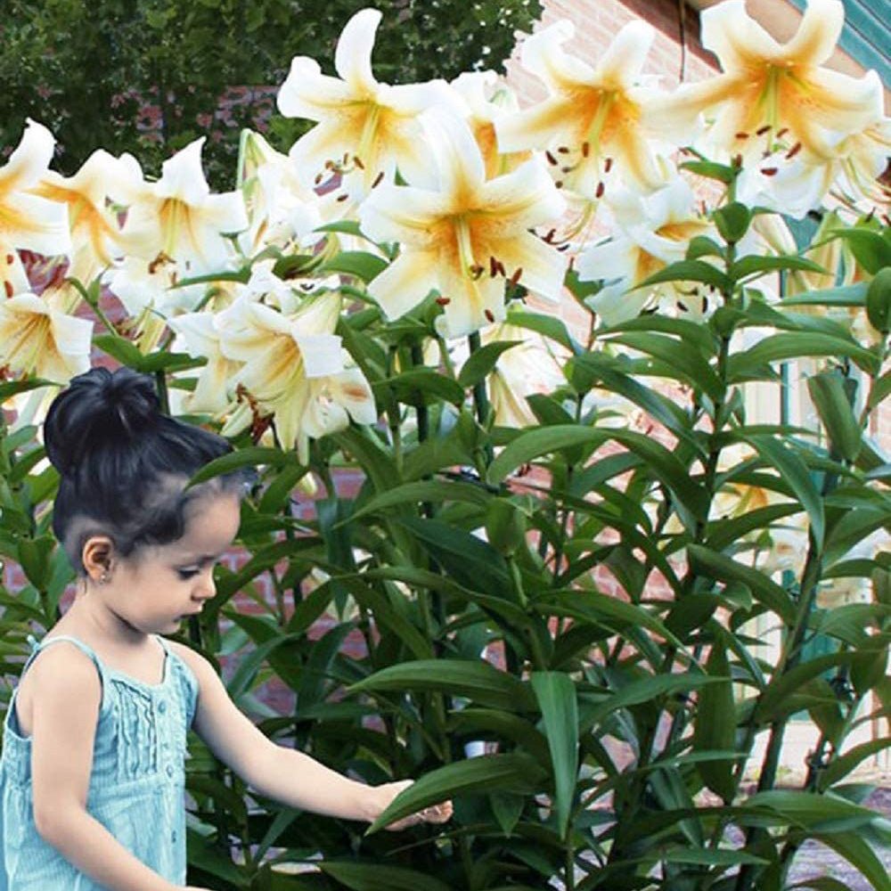 Bulbi crini Mister Cas (1 buc)