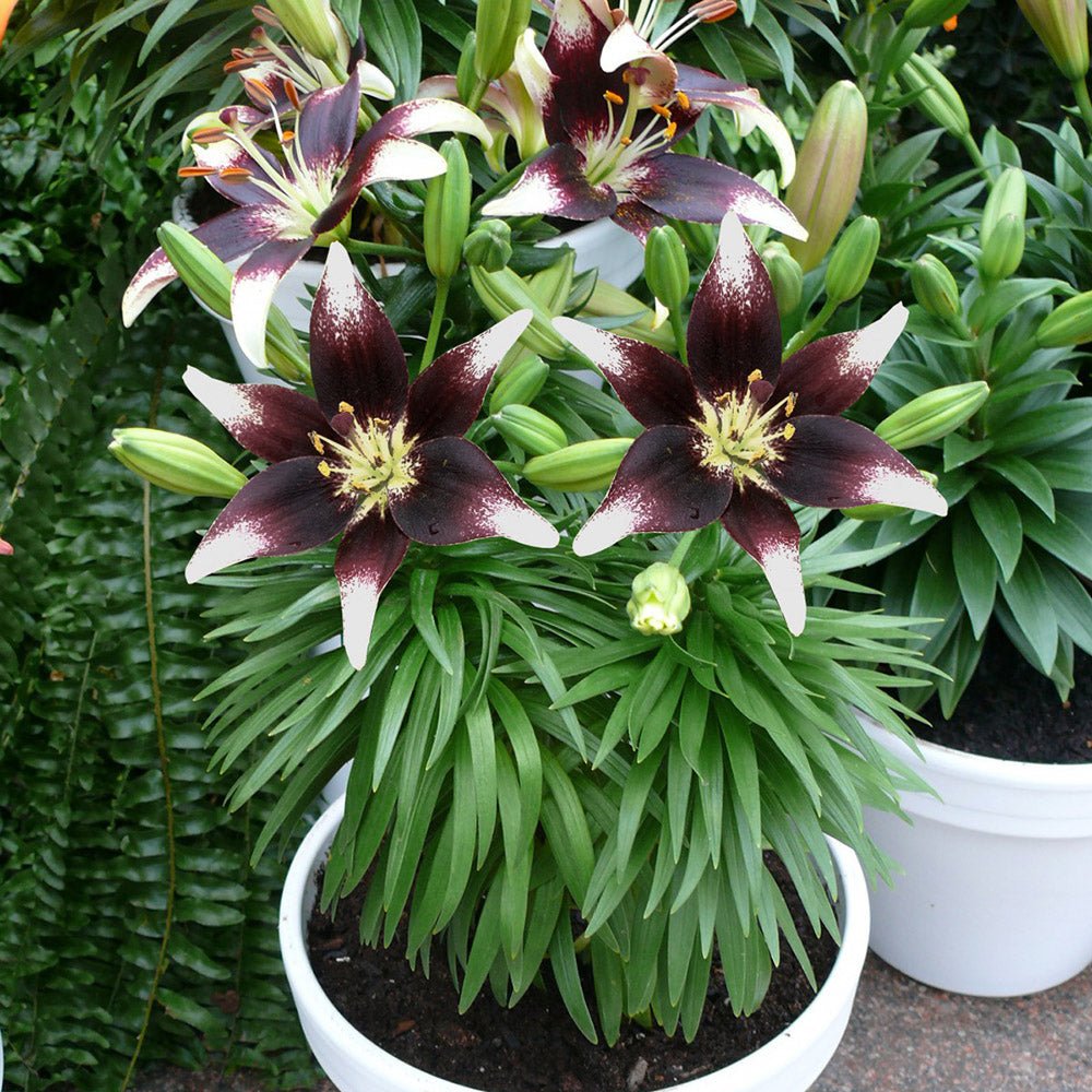 Bulbi crini Netty’s Pride (1 buc)