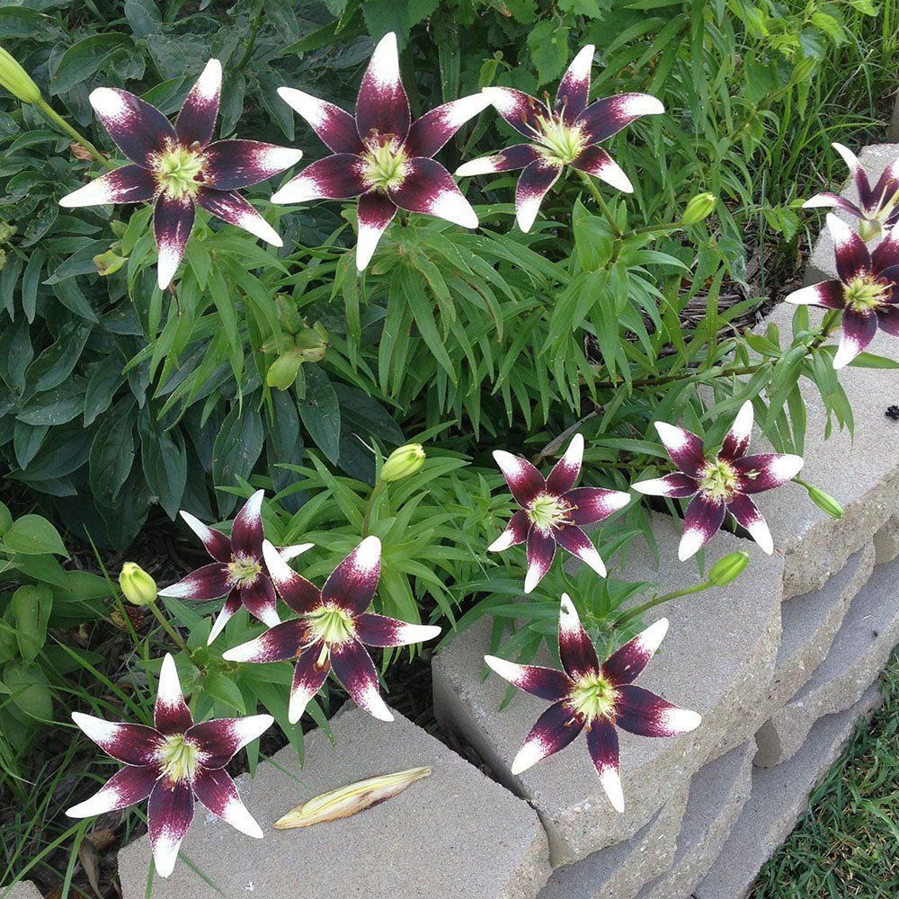 Bulbi crini Netty’s Pride (1 buc)