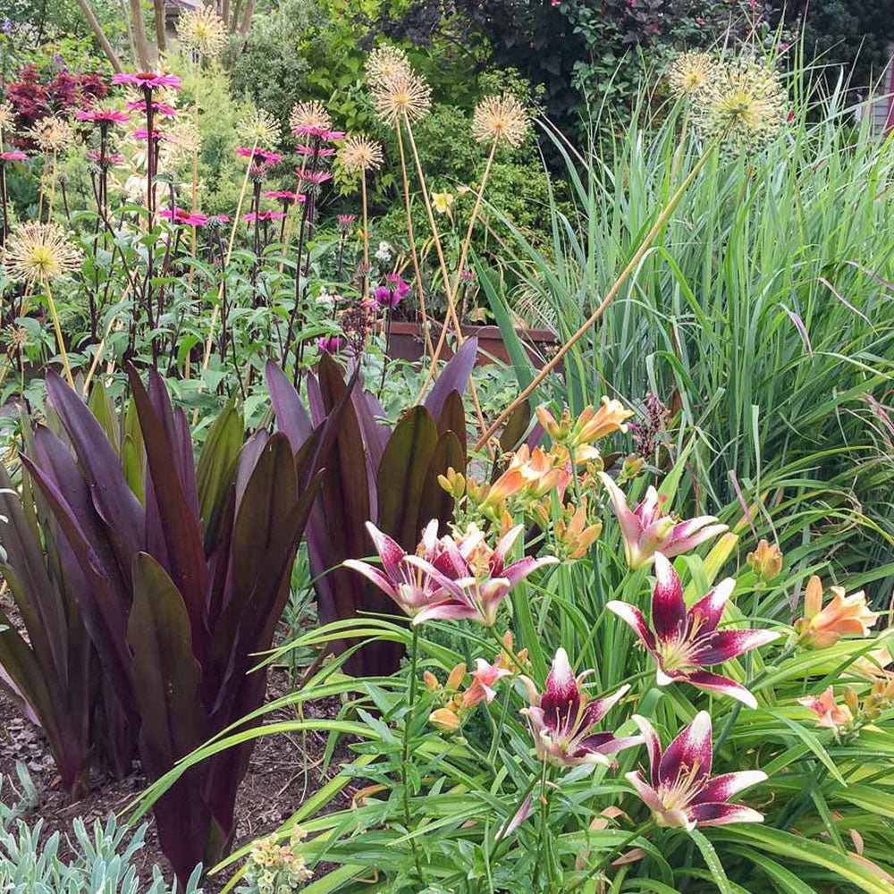 Bulbi crini Netty’s Pride (1 buc)