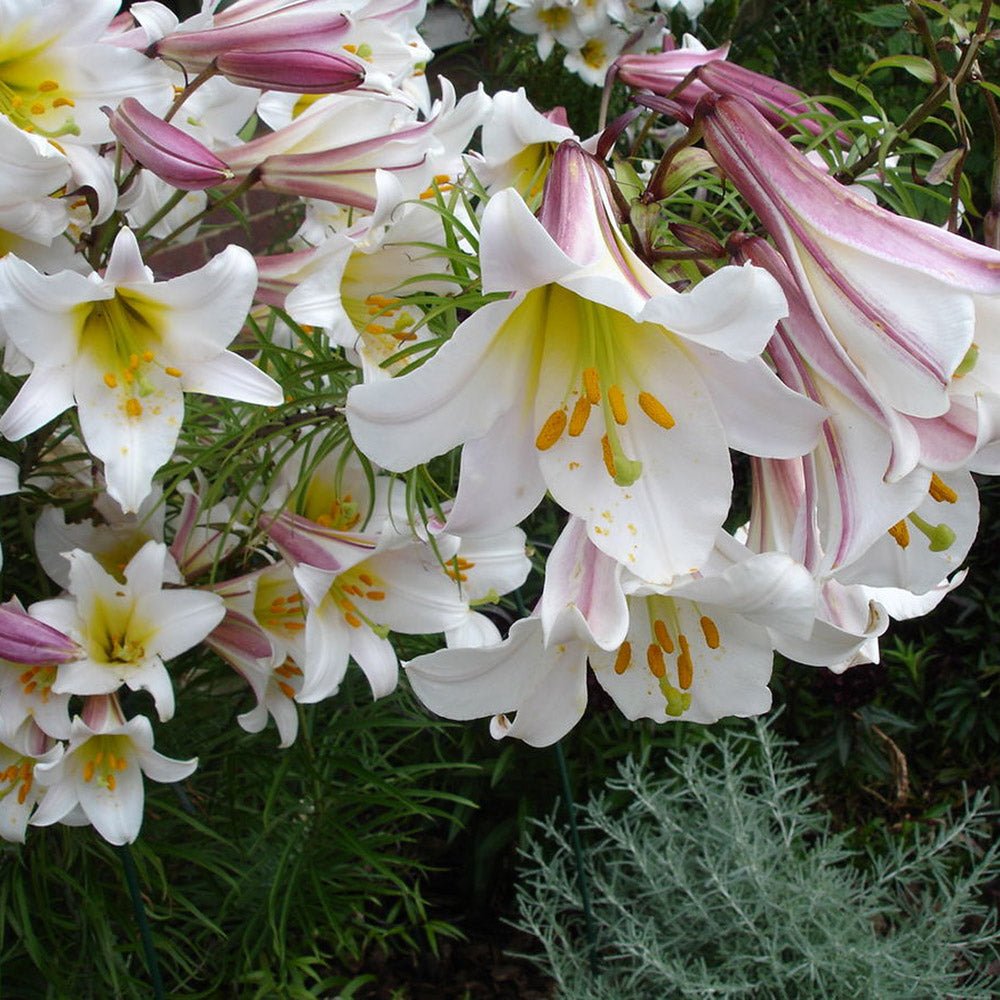 Bulbi crini Regale (1 buc)