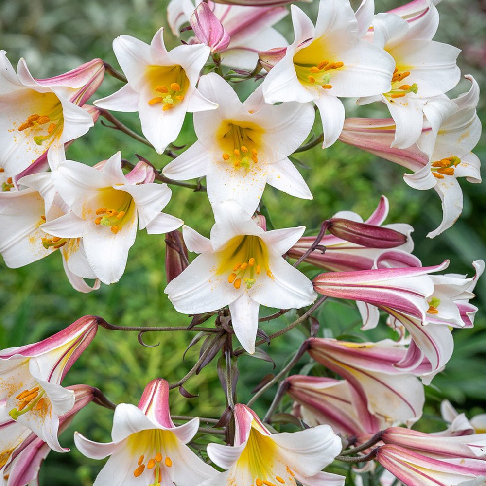 Bulbi crini Regale (1 buc)