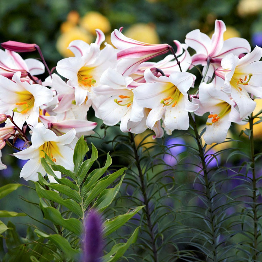 Bulbi crini Regale (1 buc)