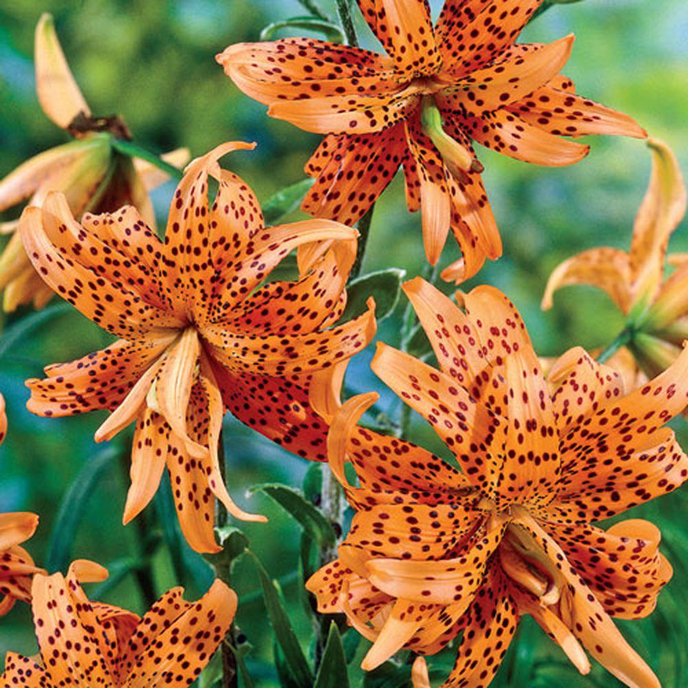 Bulbi de Crini imperiali Flore Pleno cu flori mari duble, portocaliu patat cu negru, 1 bulb
