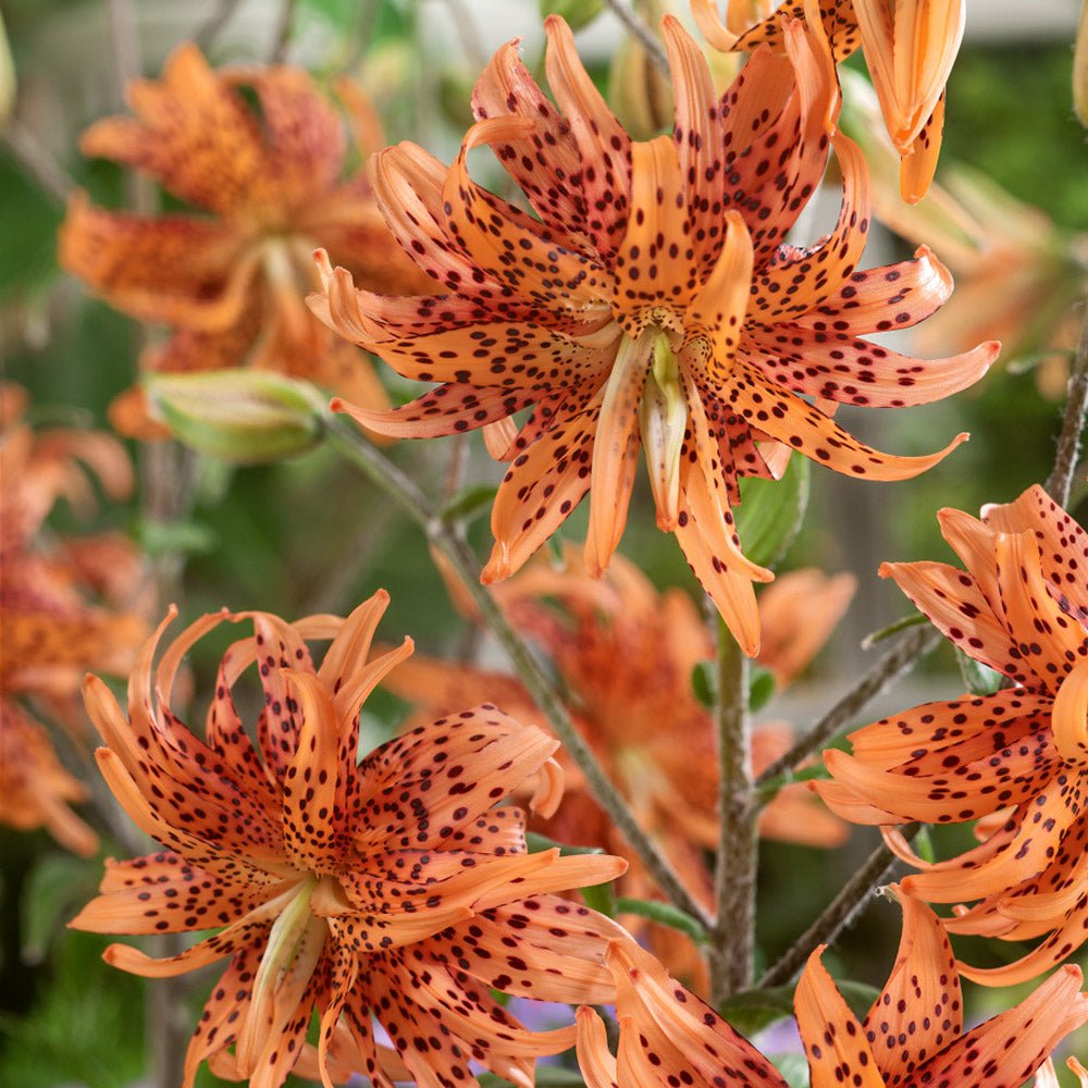 Bulbi de Crini imperiali Flore Pleno cu flori mari duble, portocaliu patat cu negru, 1 bulb