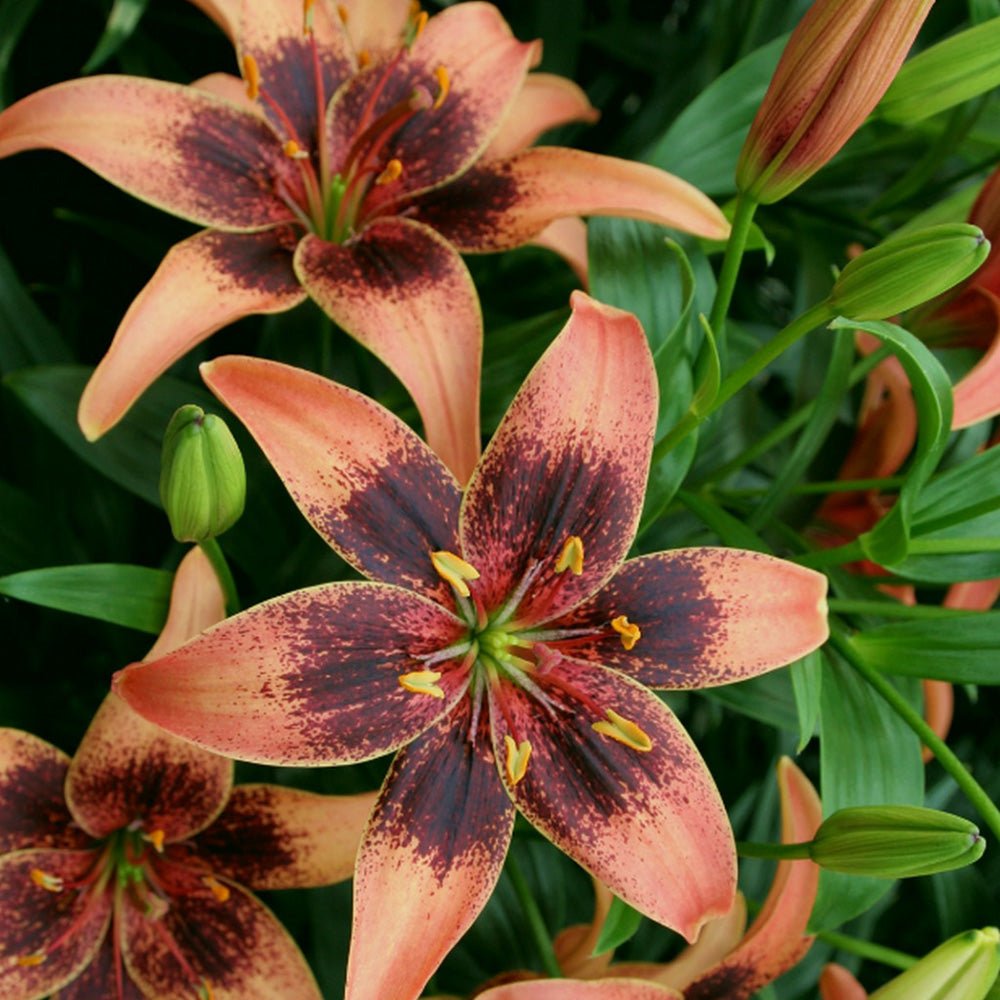 Bulbi de Crini imperiali Whistler cu flori mari, portocaliu-ruginie pestrite bordeaux, 1 bulb