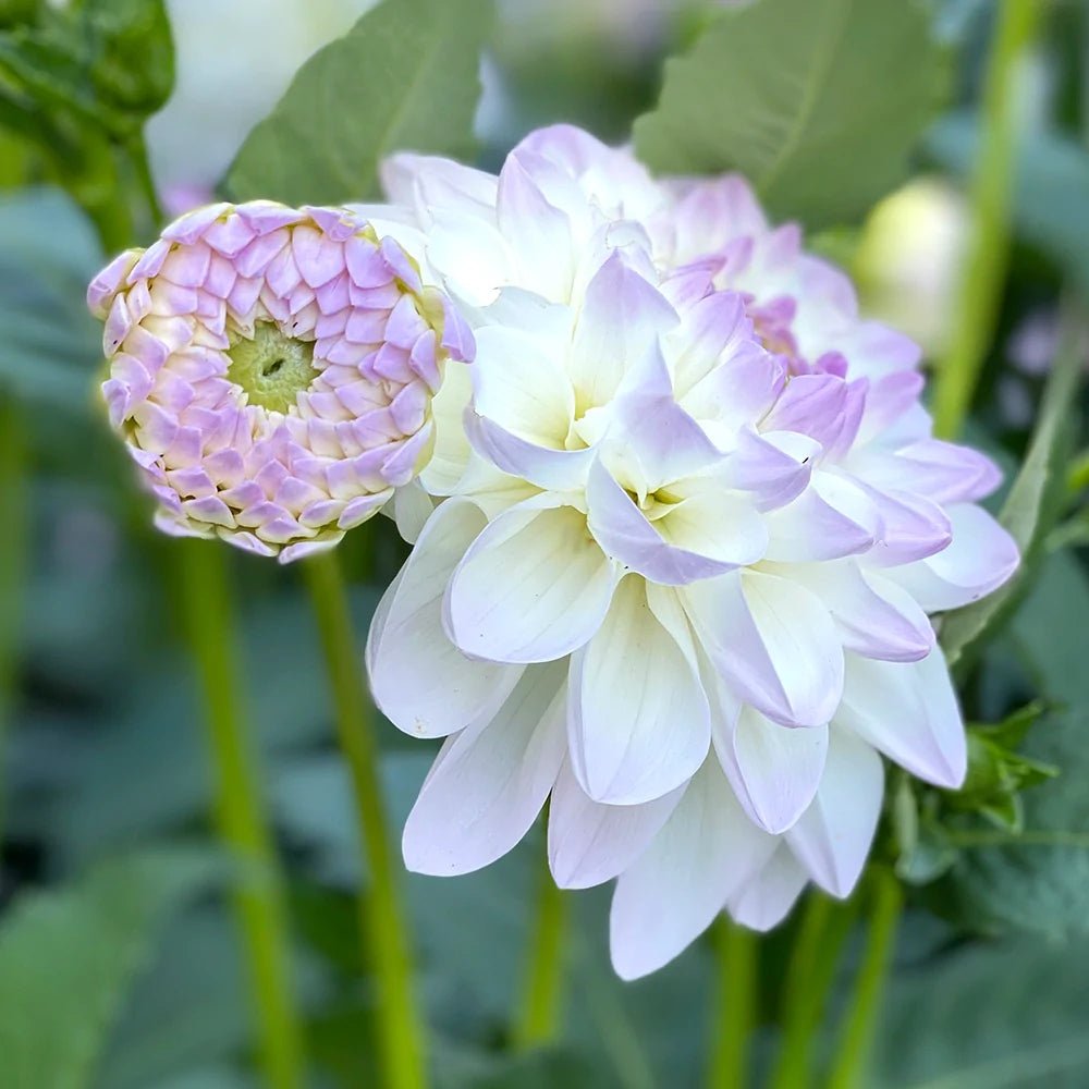 Bulbi de Dalii decorative Ball Eveline cu flori mari, alb cu nuante de mov, 1 bulb