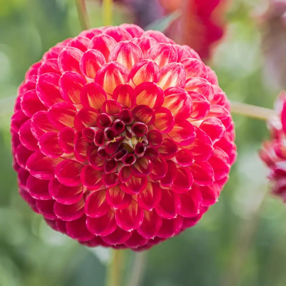 Bulbi de Dalii decorative Ball Jowey Joshua cu flori mari, visiniu-inchis si galben-auriu, 1 bulb