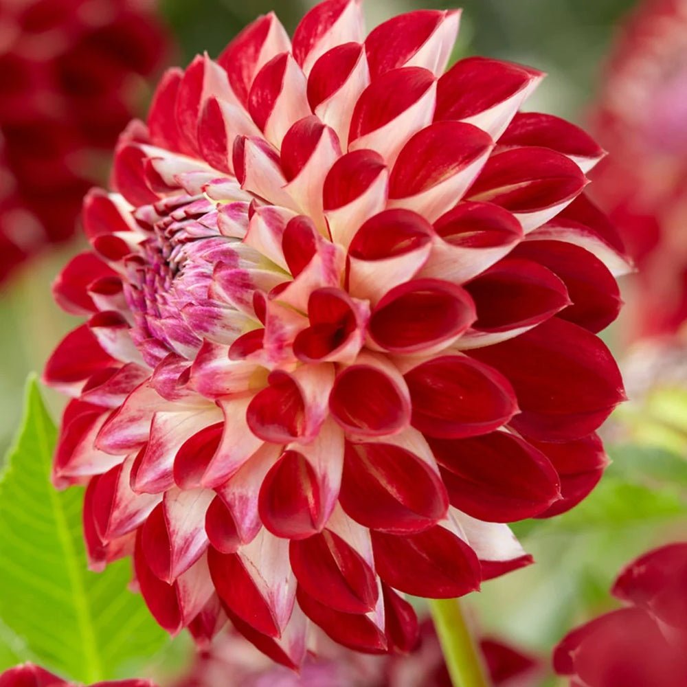 Bulbi de Dalii decorative Ball Jowey Joshua cu flori mari, visiniu-inchis si galben-auriu, 1 bulb