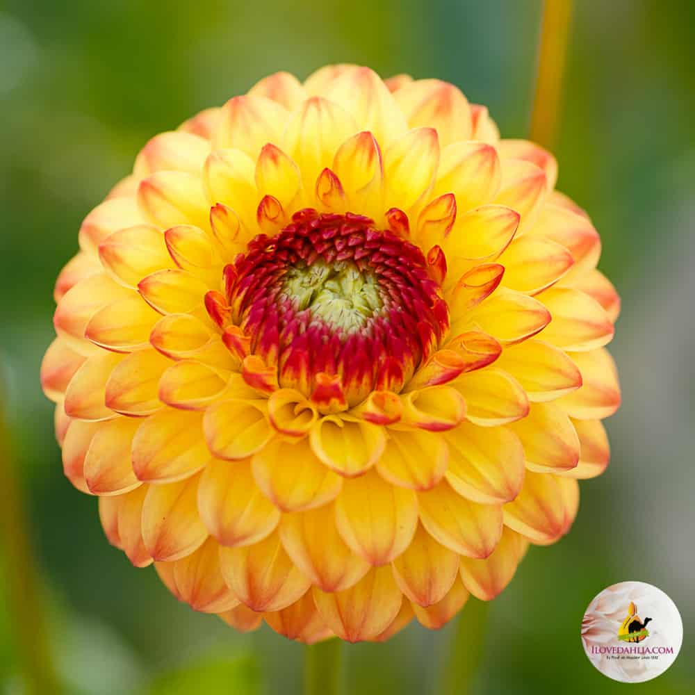 Bulbi de Dalii decorative Ball Sunny Boy cu flori mari, galben-portocaliu cu varf ruginie, 1 bulb