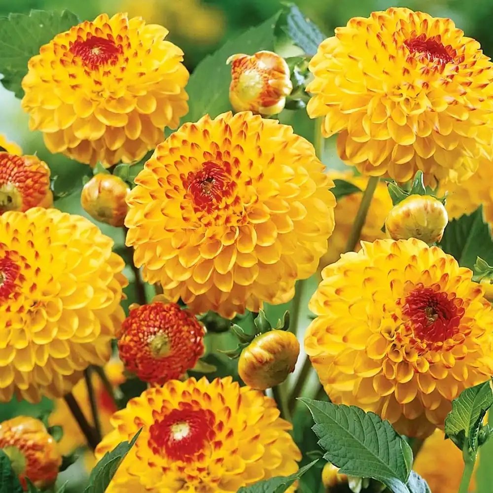 Bulbi de Dalii decorative Ball Sunny Boy cu flori mari, galben-portocaliu cu varf ruginie, 1 bulb