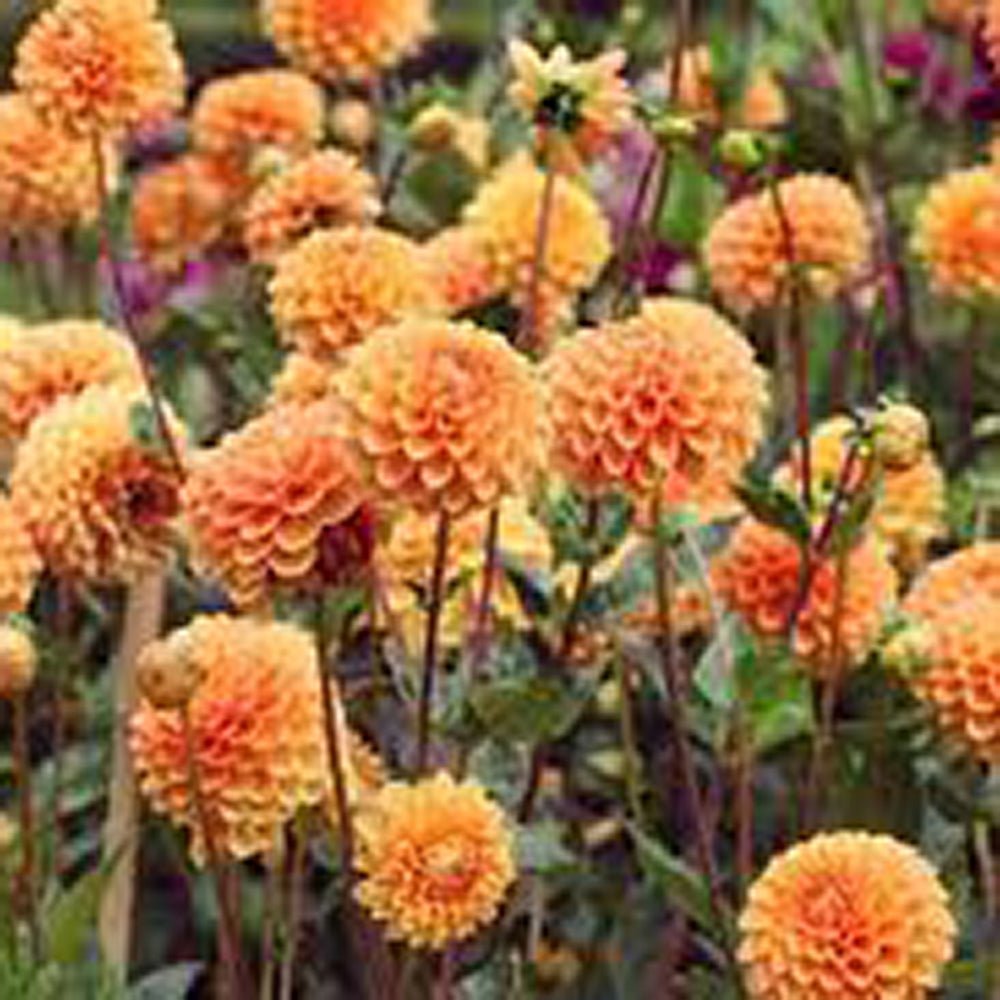 Bulbi de Dalii decorative Ball Sylvia cu flori mari, cais-apricot, 1 bulb