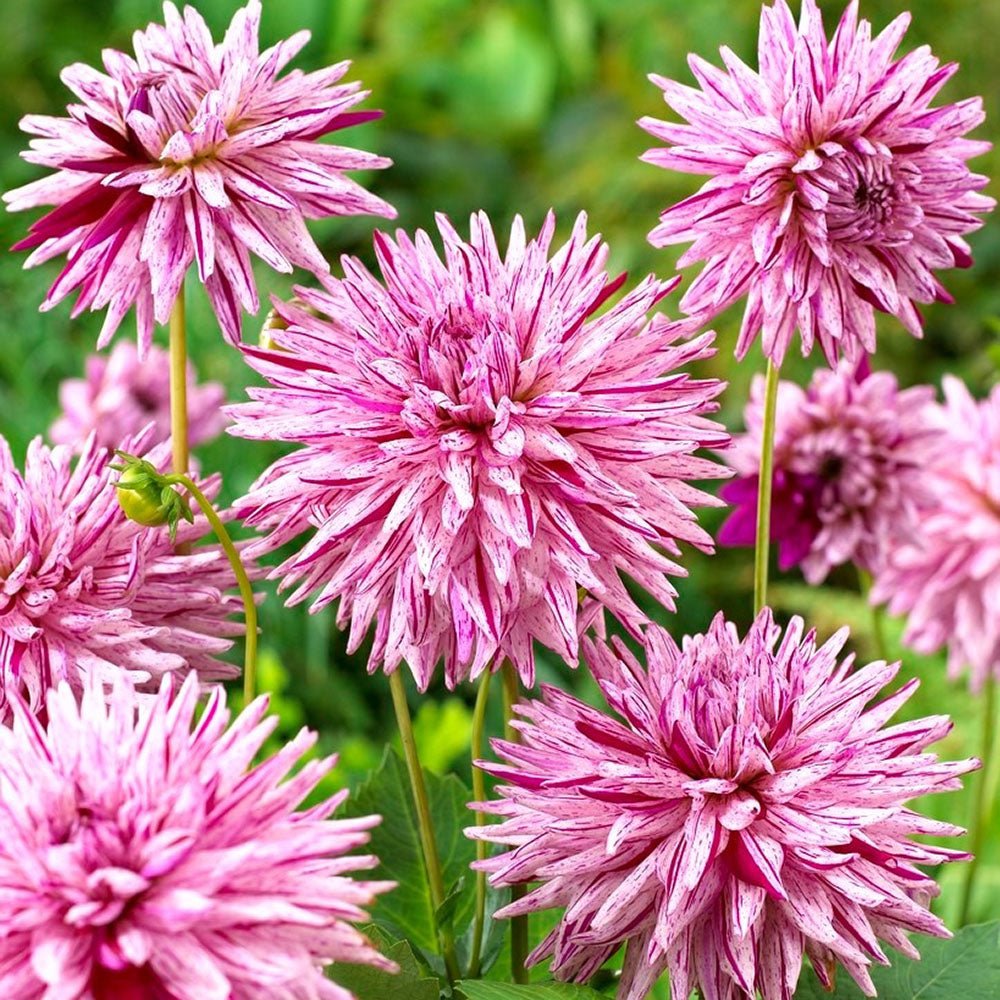 Bulbi de Dalii decorative cactus Hy Trio cu flori mari, alb-visiniu, 1 bulb